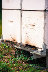 Obraz na płótnie Canvas hive by the bees closeup