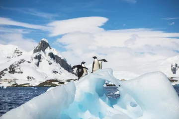 Rolgordijnen Adelie Penguin © Silver