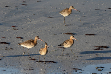 Black-tailed godwit, Limosa limosa