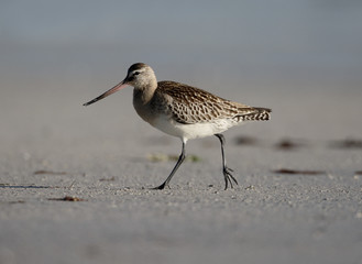 Black-tailed godwit, Limosa limosa