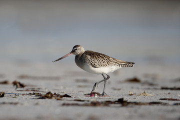 Black-tailed godwit, Limosa limosa