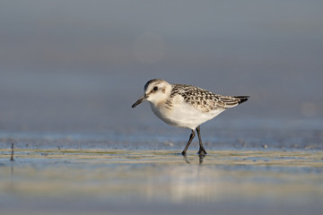 Sanderling, Calidris alba