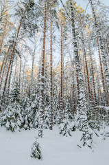 Winter snow covered trees. Viitna, Estonia.