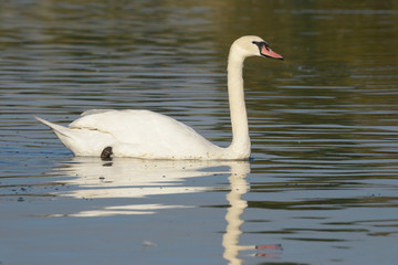 Mute Swan