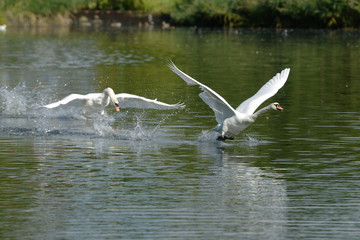 Obraz premium Mute Swan