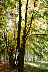 Fototapeta premium осенний день