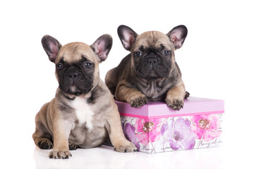 two french bulldog puppies