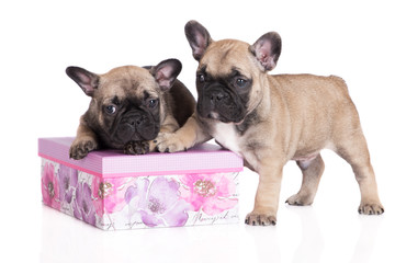 two french bulldog puppies with a box