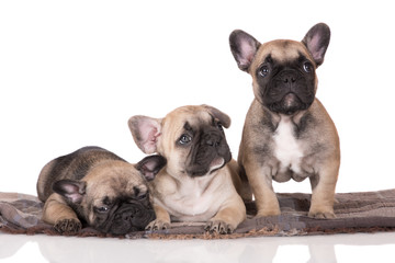 three french bulldog puppies on white