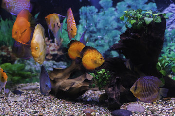 Disqus king of auarium © Artem Rudik