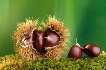 Castagne nel riccio posate su muschio