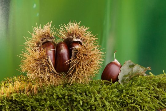 Castagne nel riccio posate su muschio