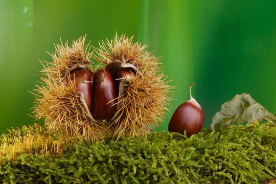 Castagne nel riccio posate su muschio