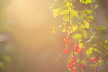 The berries of a red currant