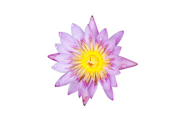 top view lotus on white background and water drop include path