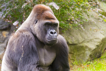 Fototapeta premium Western Gorilla (Gorilla gorilla)