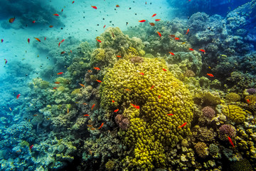 Naklejka na ściany i meble Coral and fish in the Red Sea, Egypt