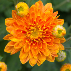 Beautiful unusual red orange and yellow chrysanthemum flower closeup