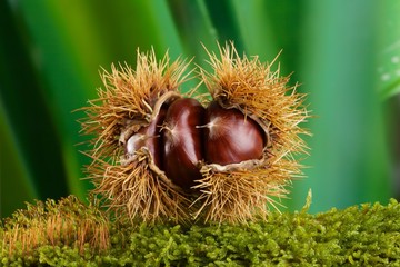 Castagne nel riccio posate su muschio