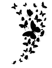 butterflies design