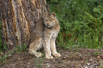 Lynx Sitting by Tree
