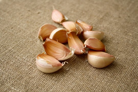 garlic