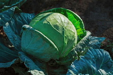 Fototapeta na wymiar fresh cabbage in the vegetable garden