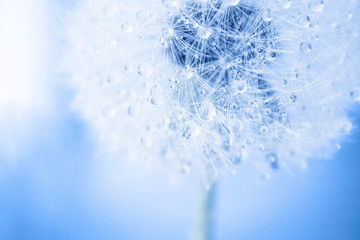 dandelion macro