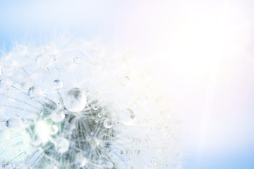 dandelion macro