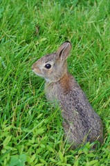 Wild bunny rabbit visiting the garden