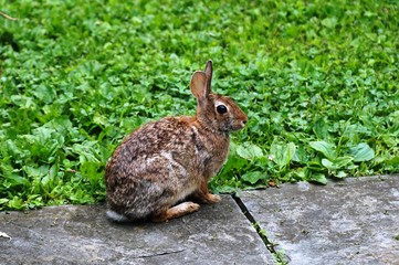 Wild bunny rabbit visiting the garden