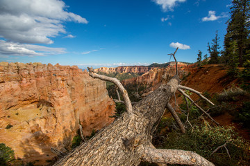 Bryce