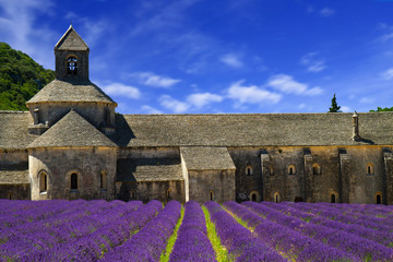 Abbey of Senanque and blooming rows lavender flowers. Gordes, Lu