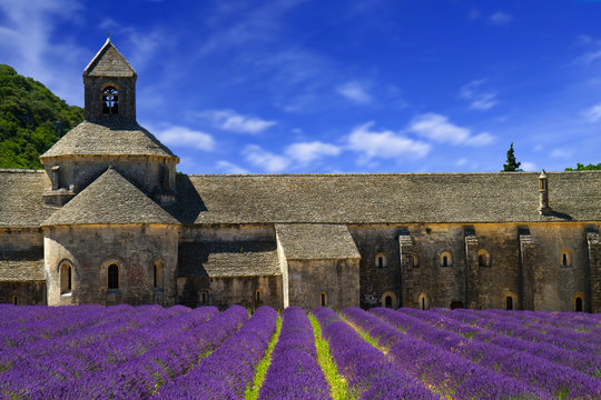 Fototapeta Abbey of Senanque and blooming rows lavender flowers. Gordes, Lu