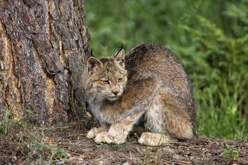 Fototapeta na wymiar Crouching Lynx