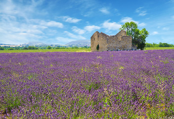 Fototapeta na wymiar lavender field with old house