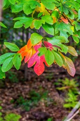 Beautiful fall colors