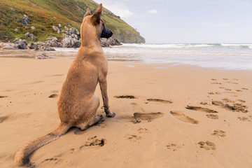 Belgian Malinois dog sitting in the beach, sunny day