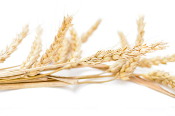 Artistic selective focus of ear of wheat isolated on white backg