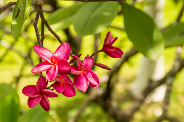 Pink violet tropical flowers on a tree
