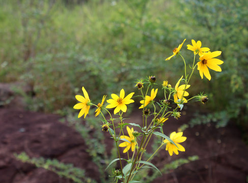 Yellow Wild Flowers