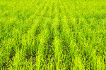 meadow green rice field