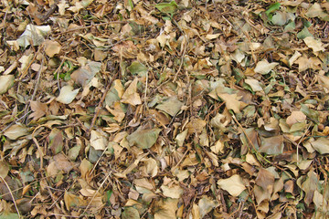Autumn maple leaves