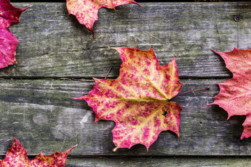 Autumn leaves on rustic wooden background