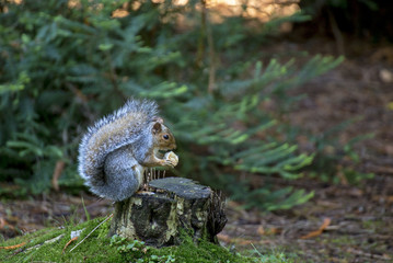 Squirel