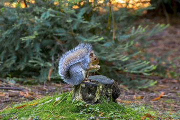 Squirel