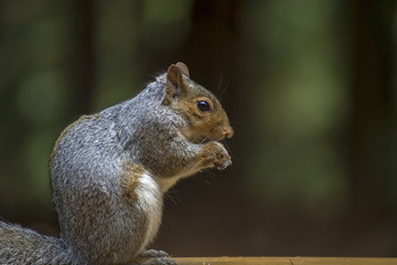 Squirel