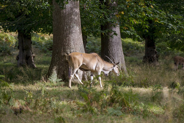 Eland animal