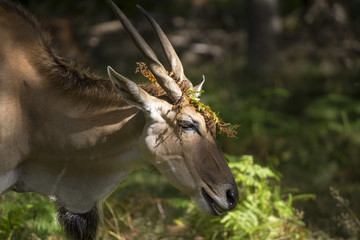 Eland animal