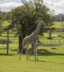 Obraz premium Giraffe
